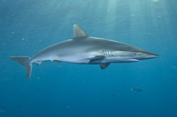 Carcharhinus falciformis (Squalo seta)